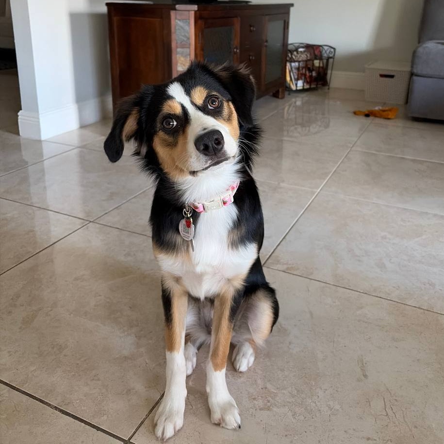 Client dog