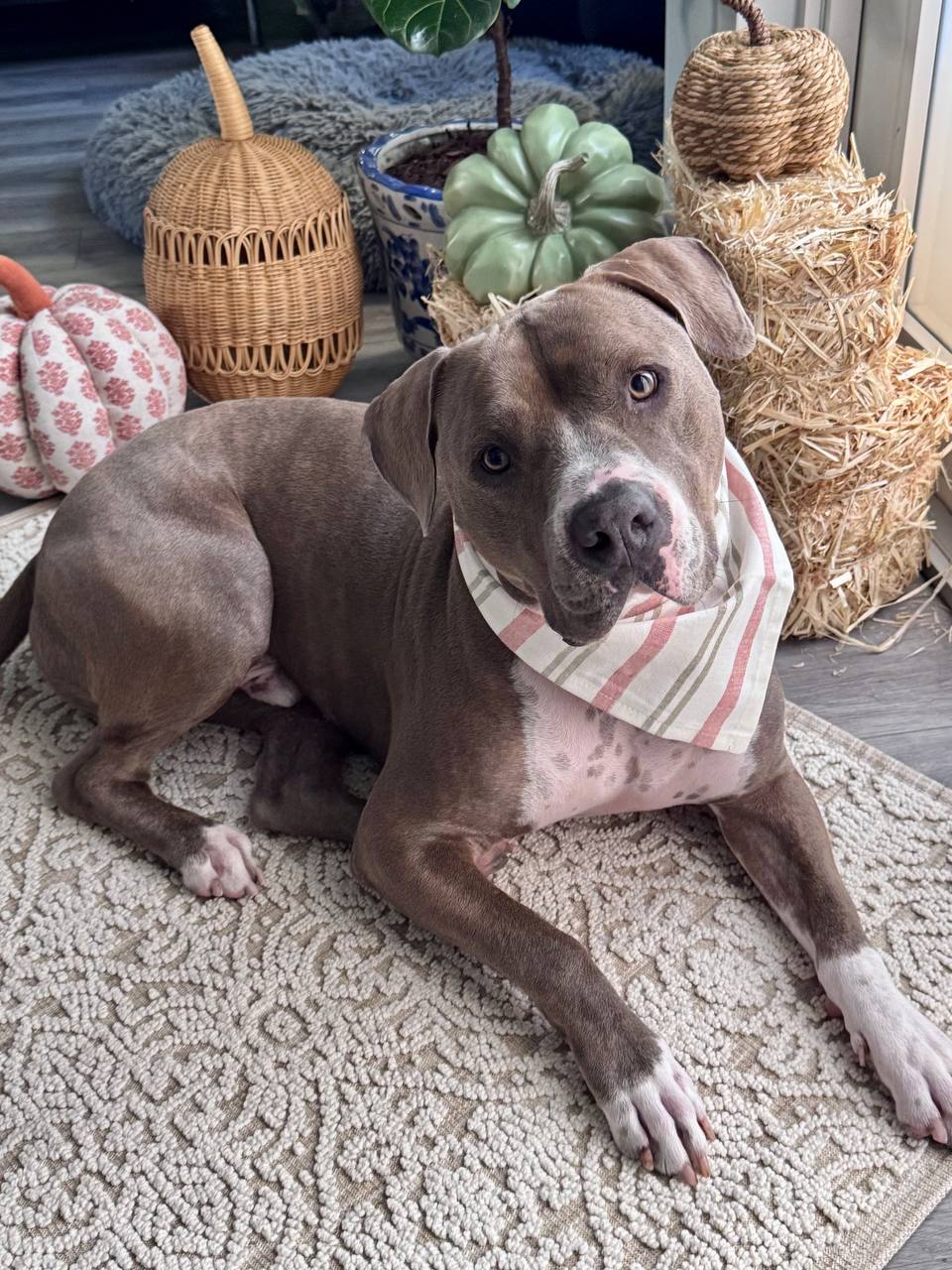 Client dog