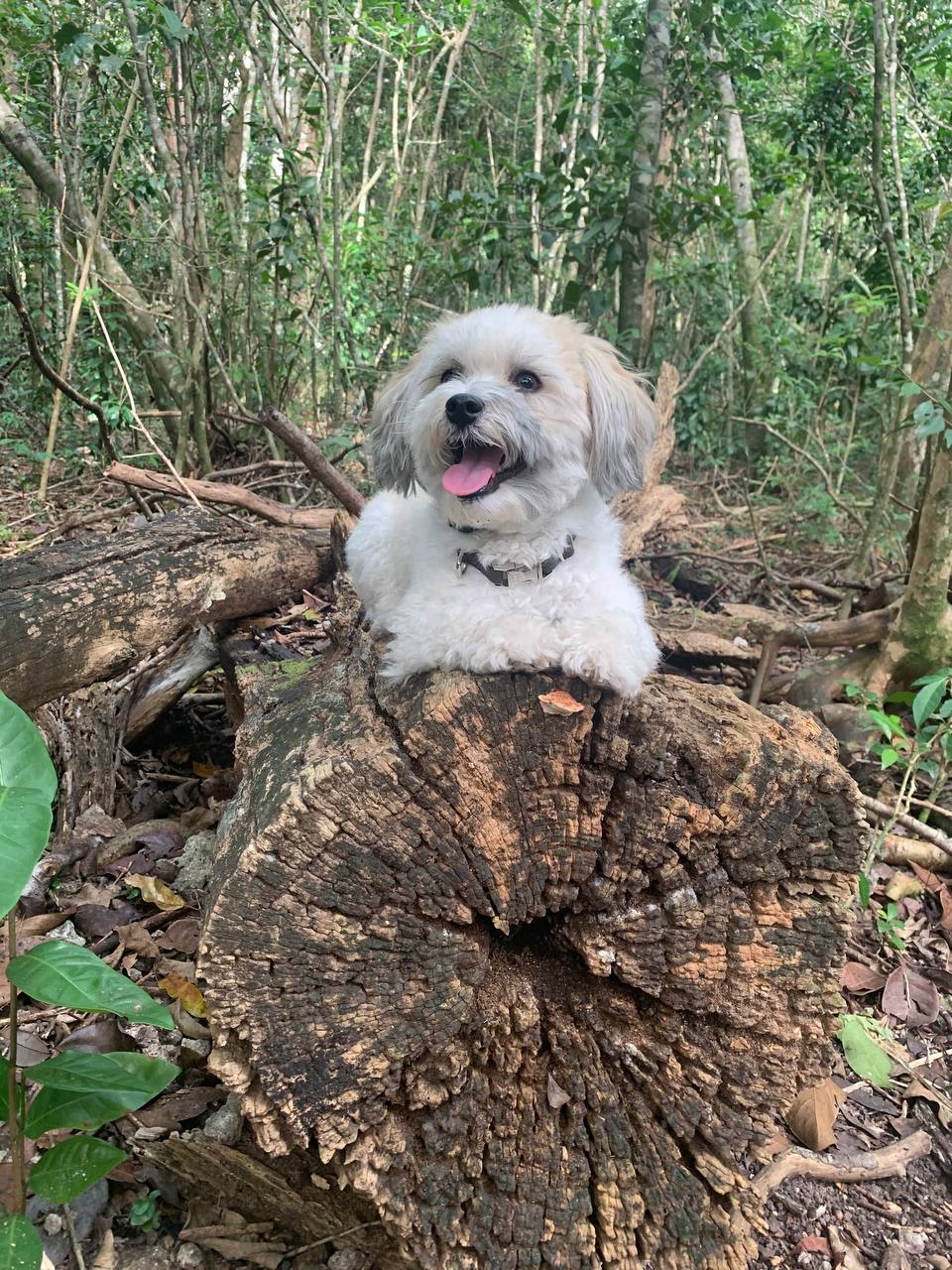 Client dog