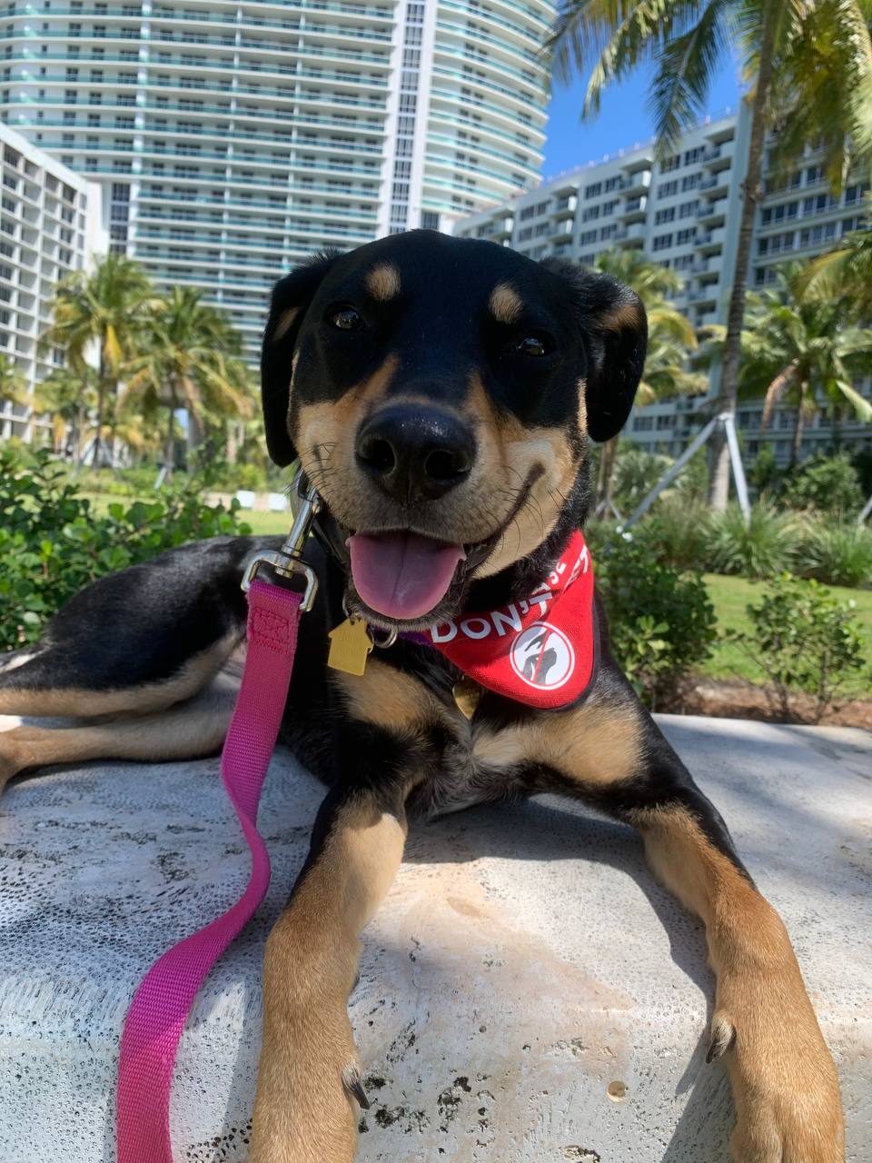Client dog
